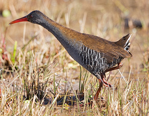 African Rail